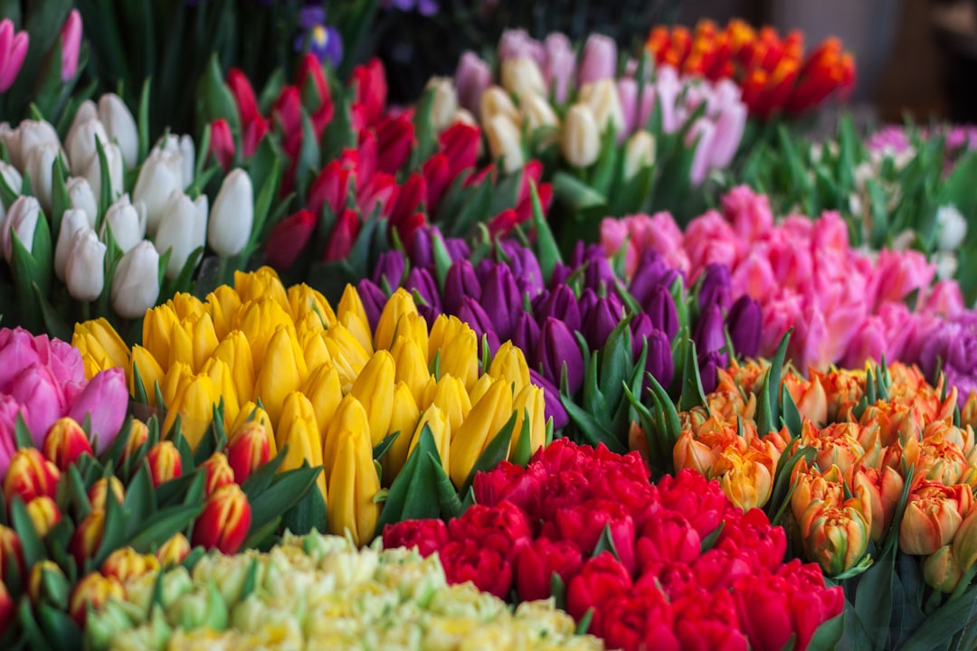 Photo Colorful flowers
